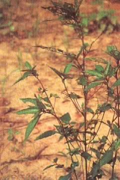 Acalypha Australis  Extract